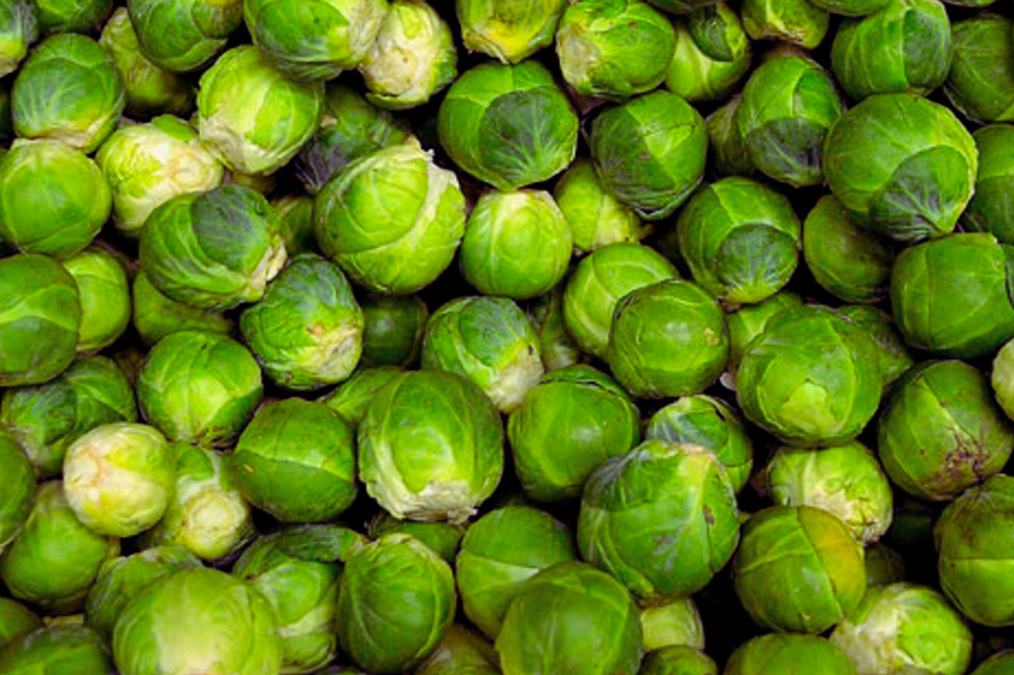 Brussels Sprouts Seeds | Long Island Improved Variety | Brassica oleracea Vegetable Seeds