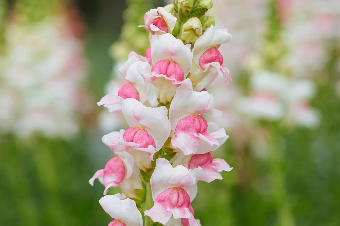 Appleblossom Snapdragon Seeds | Heirloom Non-GMO | Fragrant Pastel Blooms | Pollinator-Friendly | Antirrhinum majus