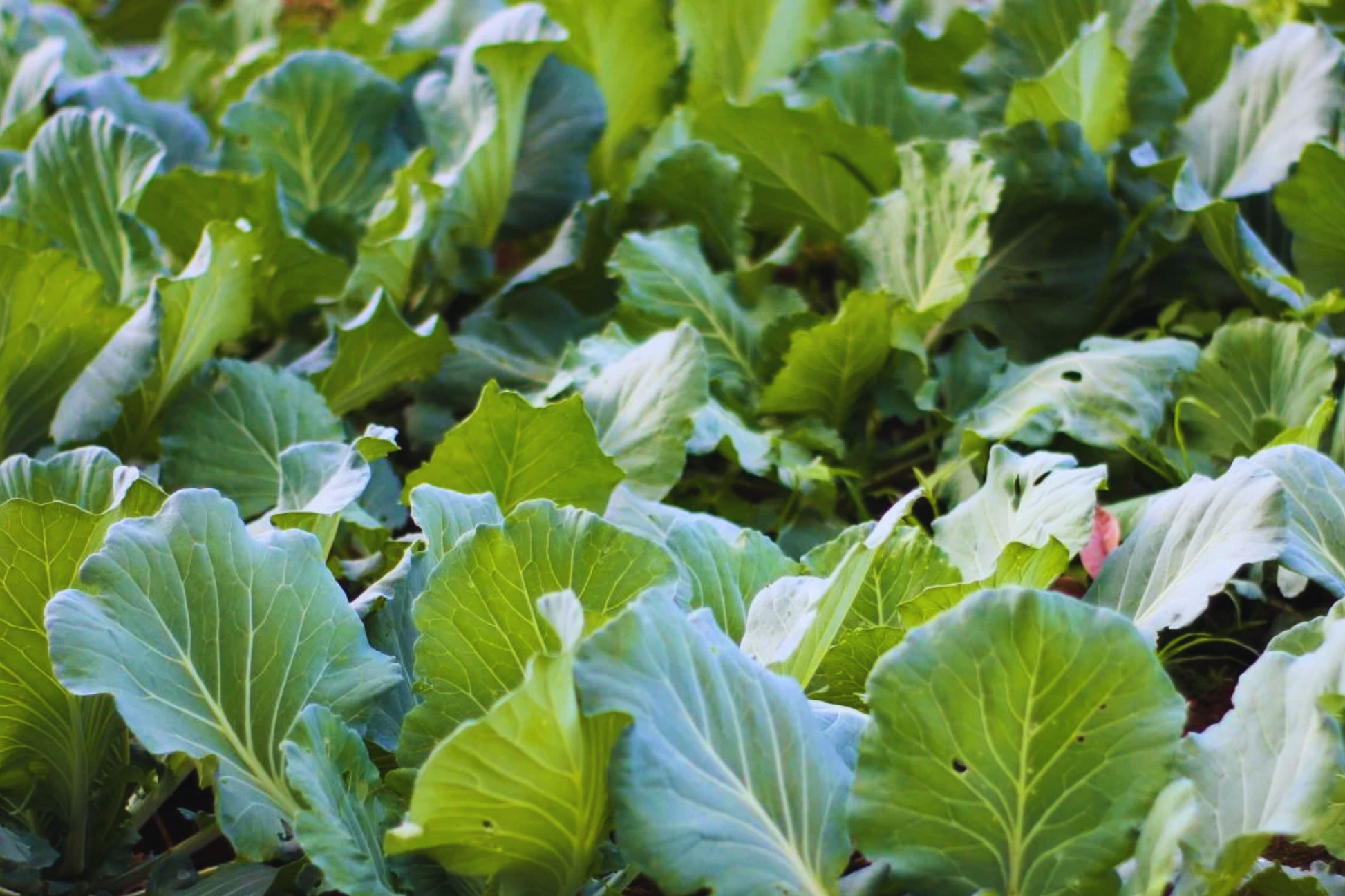 Gai Lan Seeds, Big Stem Chinese Broccoli, Kai Lan Seeds, Brassica oleracea var. alboglabra, Nutrient-Rich, Fast-Growing