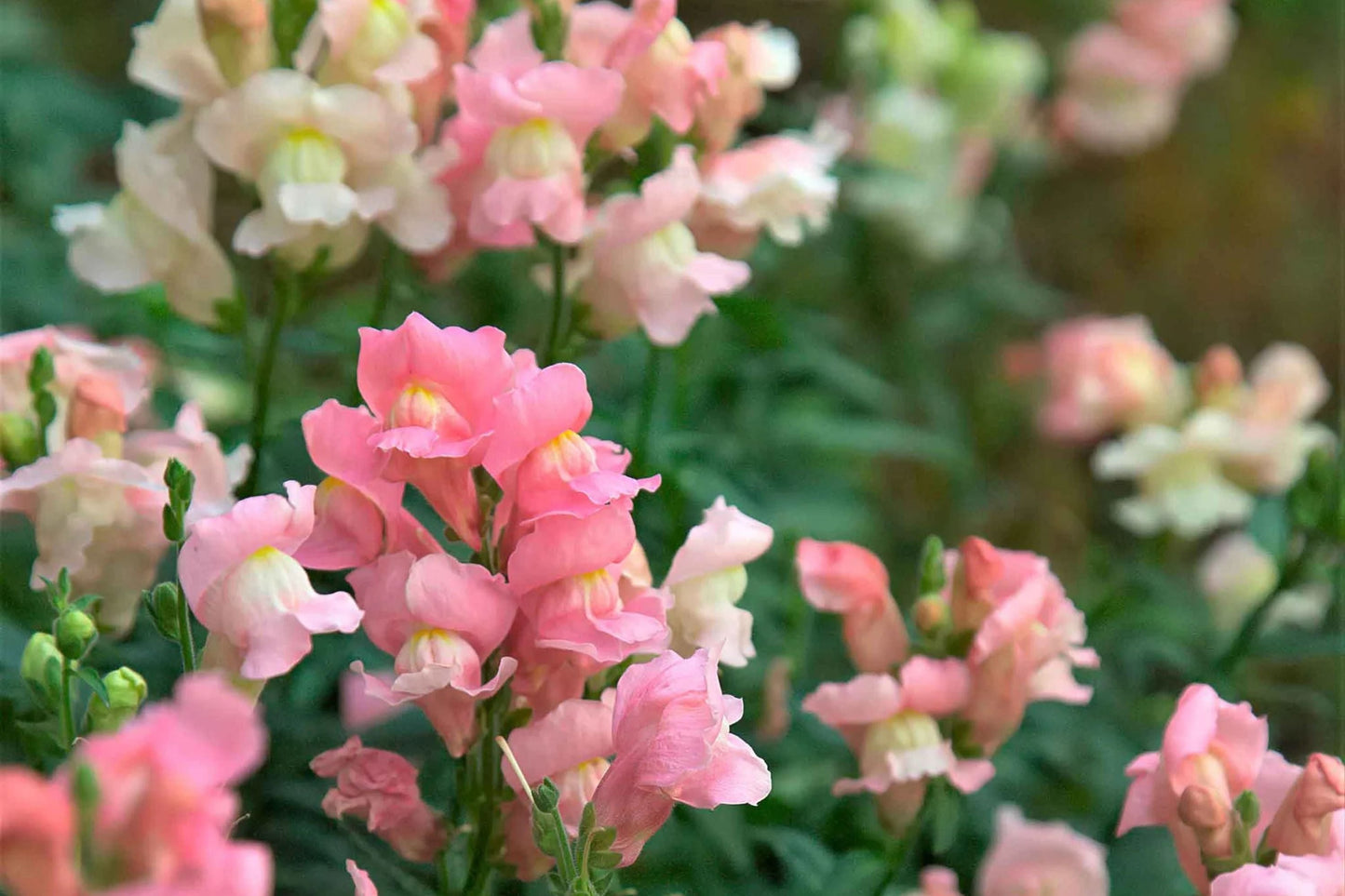 Twinny Appleblossom Snapdragon Seeds – 1000+ Antirrhinum majus Garden Seeds for Borders & Containers, Pink & White Flowers, USA Grown