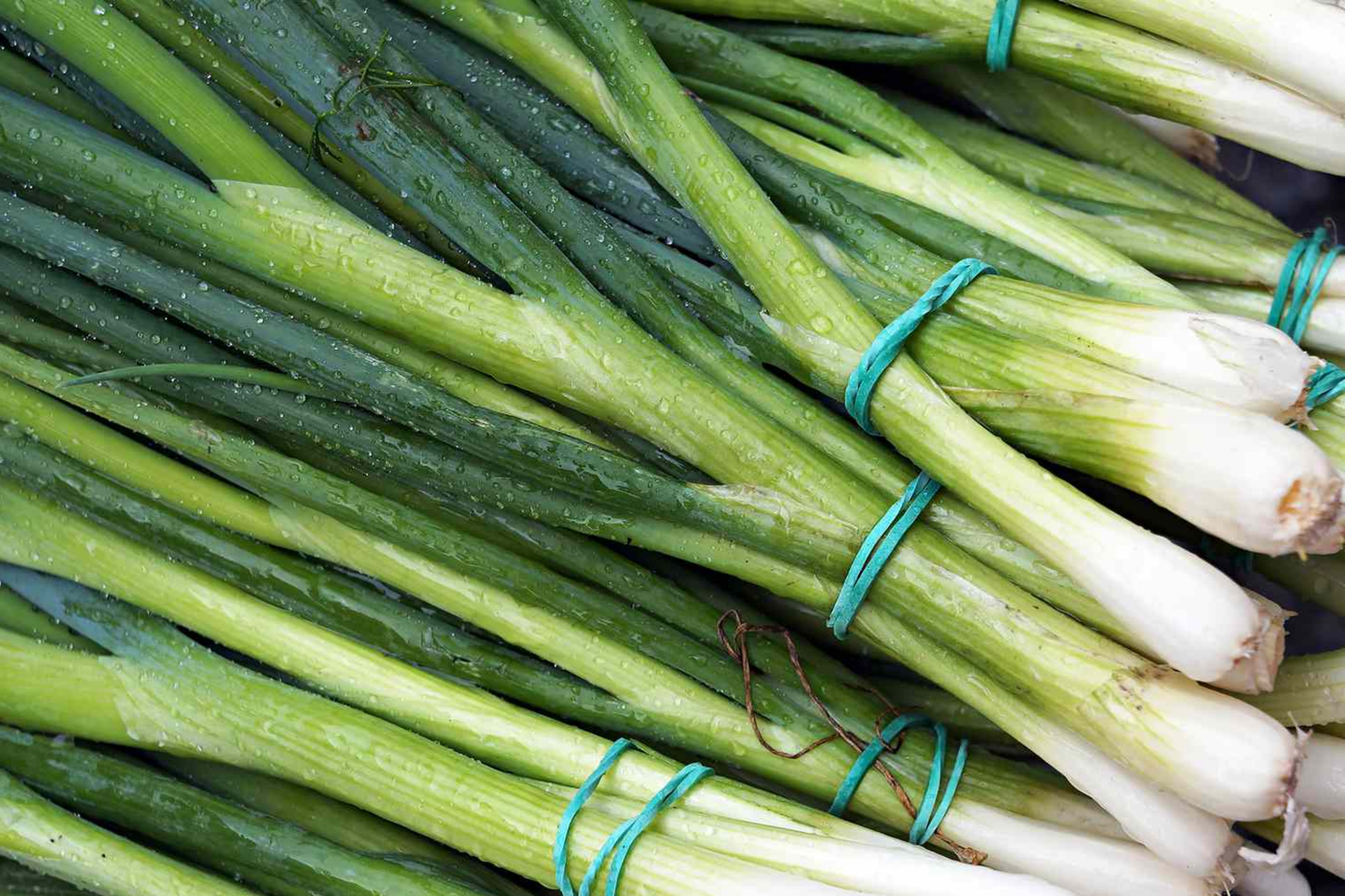 Green Onion Seeds White Lisbon | Evergreen Bunching Scallion Onion