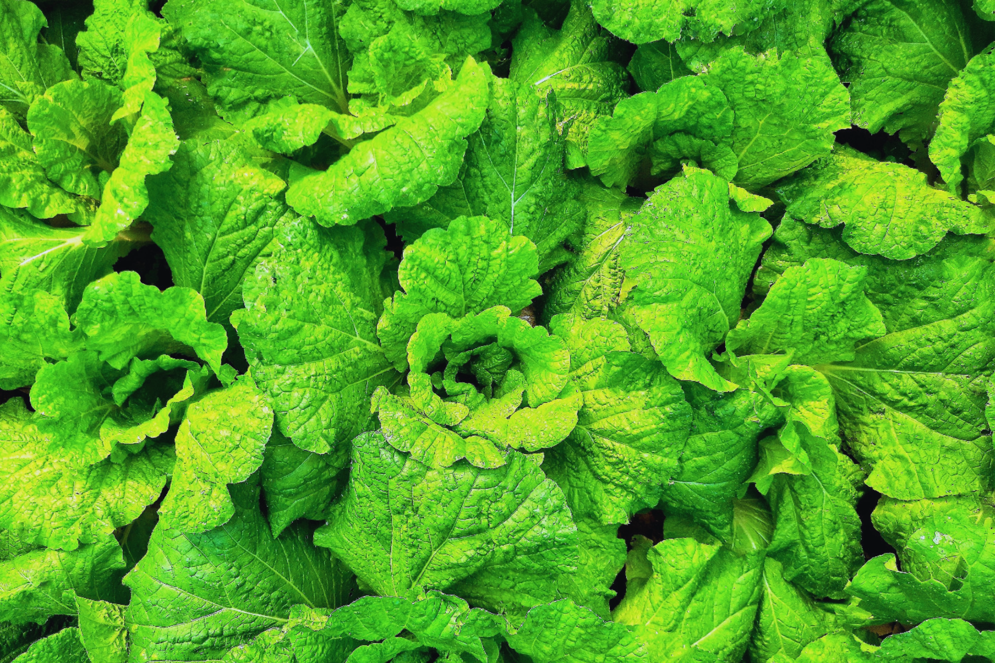 Prizehead Leaf Lettuce Seeds - Non-GMO, Loose-Leaf, Lactuca sativa for Fresh Greens & Salads