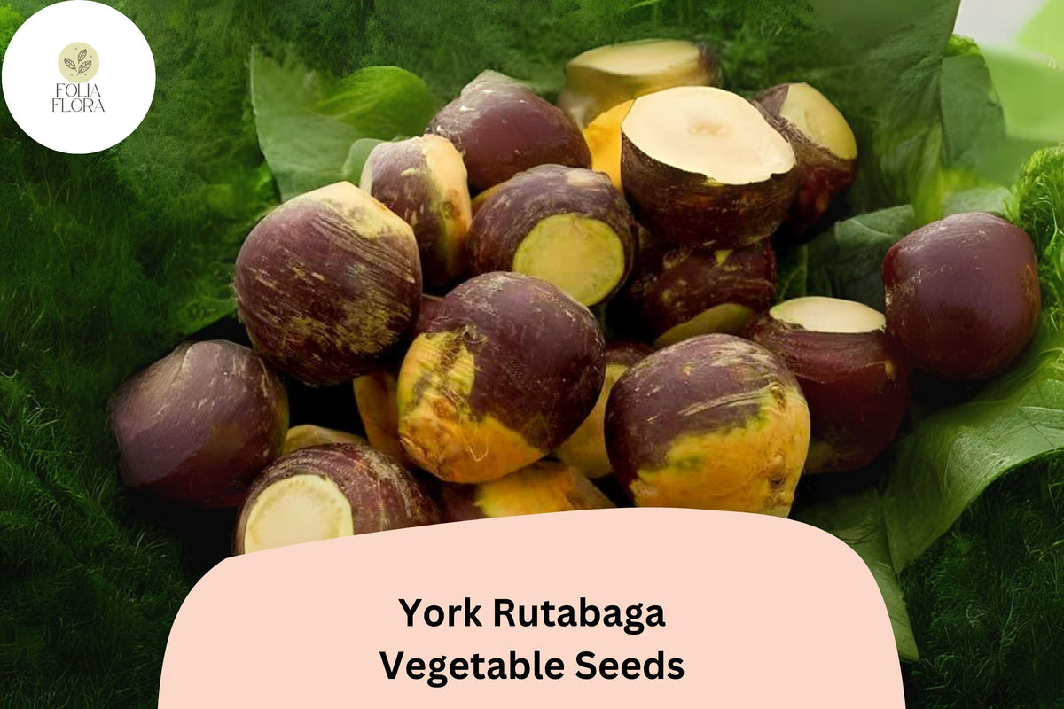 500+ York Rutabaga Seeds | Heirloom Root Vegetable | Brassica napobrassica | Purple Top, Sweet Golden Flesh