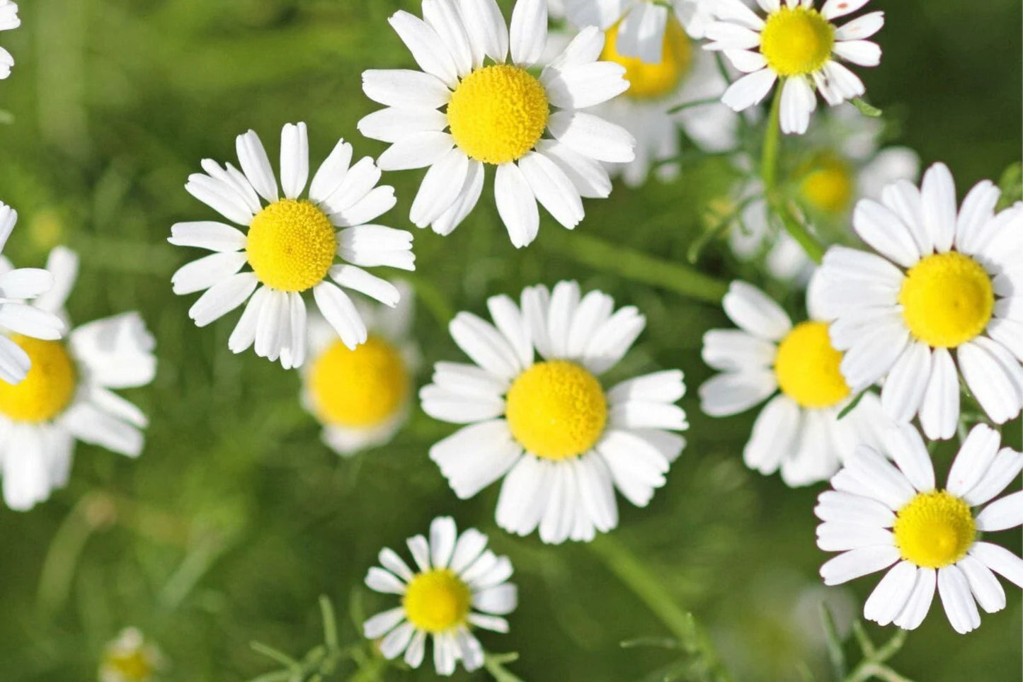 Roman Chamomile Seeds - Heirloom Non-GMO, Fragrant Groundcover, Herbal Tea, Anthemis nobilis