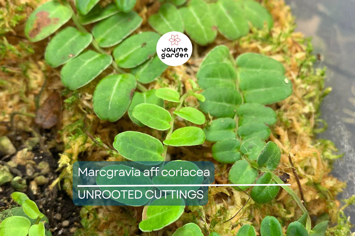 Marcgravia aff. coriacea Cutting - 10-Leaf Terrarium Plant, Fast-Rooting, High Humidity, Climbing Tropical Foliage