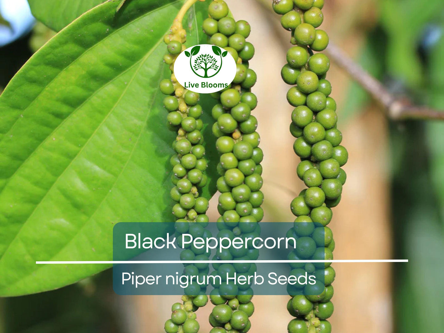 20 Black Peppercorn Seeds (Piper nigrum) - Grow Your Own Spice Vine for Fresh Peppercorns