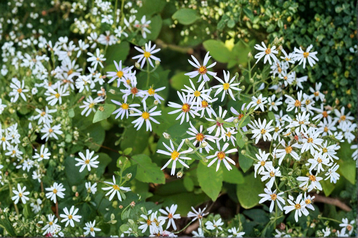 Big-leaved Aster Seeds | 100 Seeds | Eurybia macrophylla | Native Woodland Wildflower for Pollinator Gardens