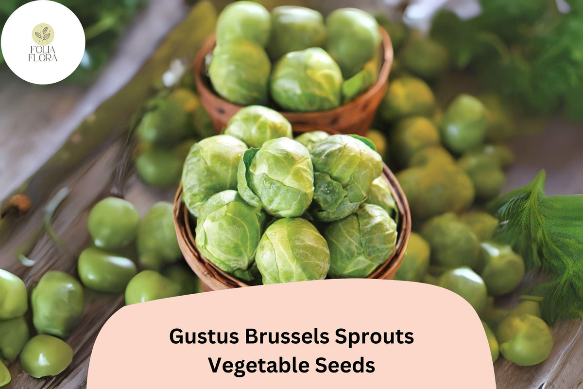 Gustus Brussels Sprouts Seeds - 500+ Bulk High-Yield Hybrid - Brassica oleracea - Flavorful Green Vegetable Seeds for Garden
