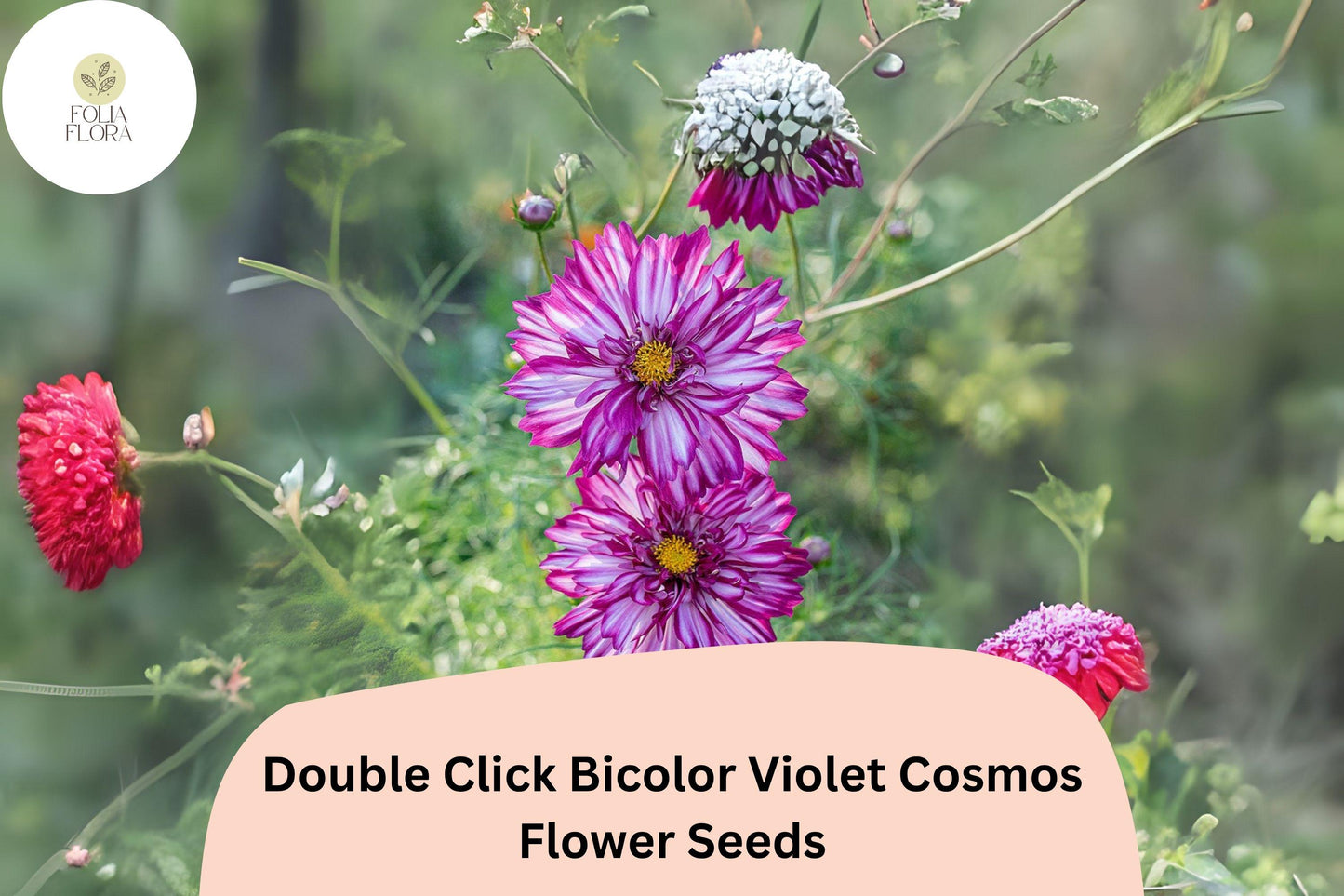 200+ Double Click Bicolor Violet Cosmos Seeds | Easy-Grow Purple White Double Blooms