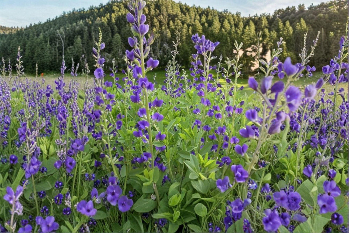 Blue Wild Indigo Seeds | 15 Seeds | Native Perennial Wildflower | Baptisia australis | Drought-Tolerant, Pollinator-Friendly