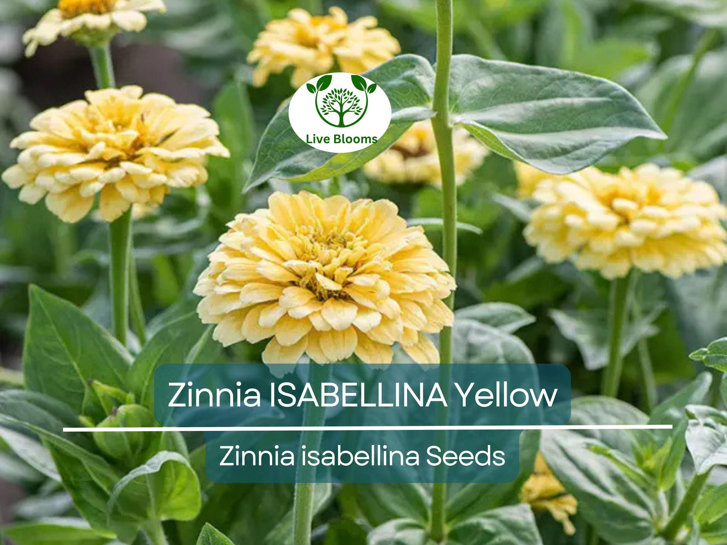 200 Seeds Zinnia ISABELLINA Yellow - Large Vibrant Blooms, Non-GMO, Attracts Butterflies & Hummingbirds