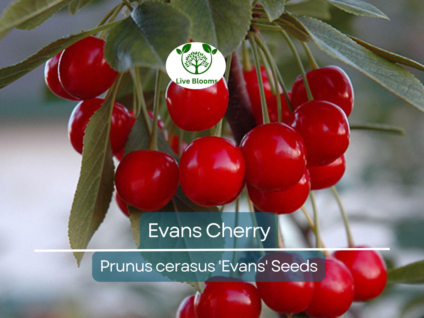 20 Evans Cherry Tree Seeds - Hardy, Self-Fertile Tart Cherry Seeds for Garden Growing