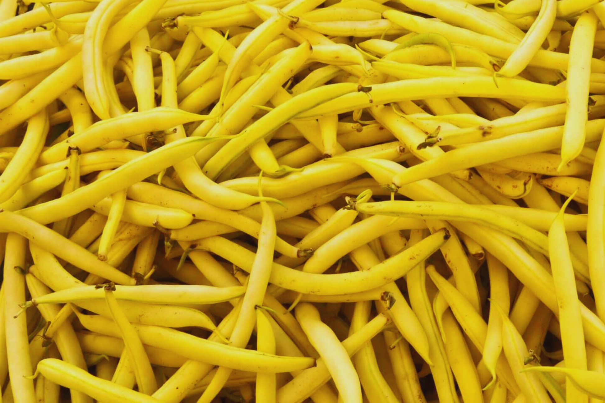 Gold Rush Wax Bush Bean Seeds | Yellow Phaseolus vulgaris | Heirloom Vegetable Garden Seeds