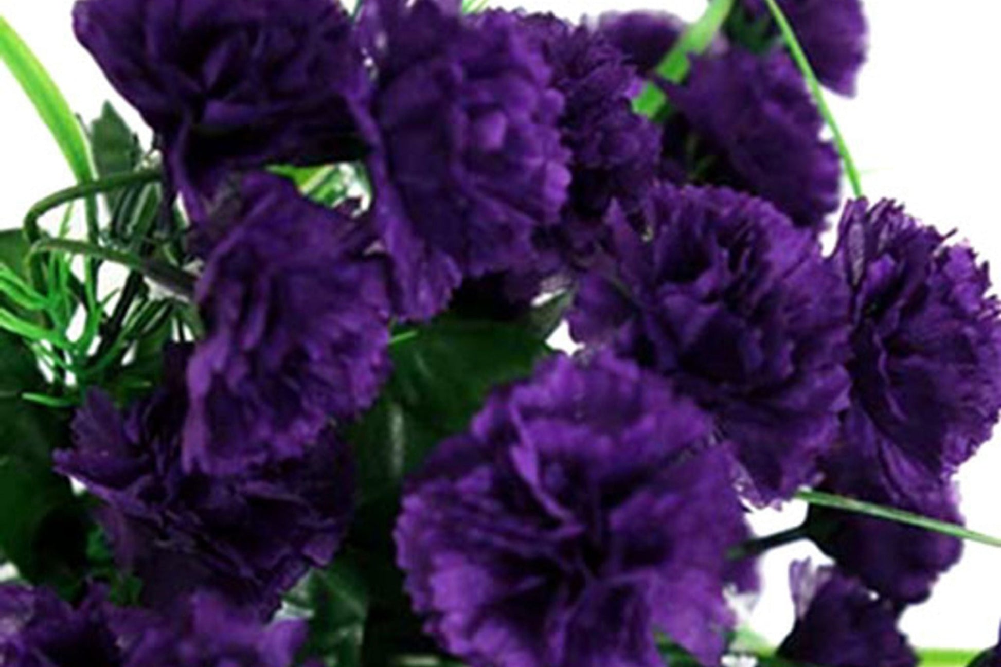 Grenadin King of Blacks Carnation Seeds | Deep Purple Fragrant Blooms | Heirloom Dianthus Caryophyllus | Pollinator-Friendly Cut Flowers