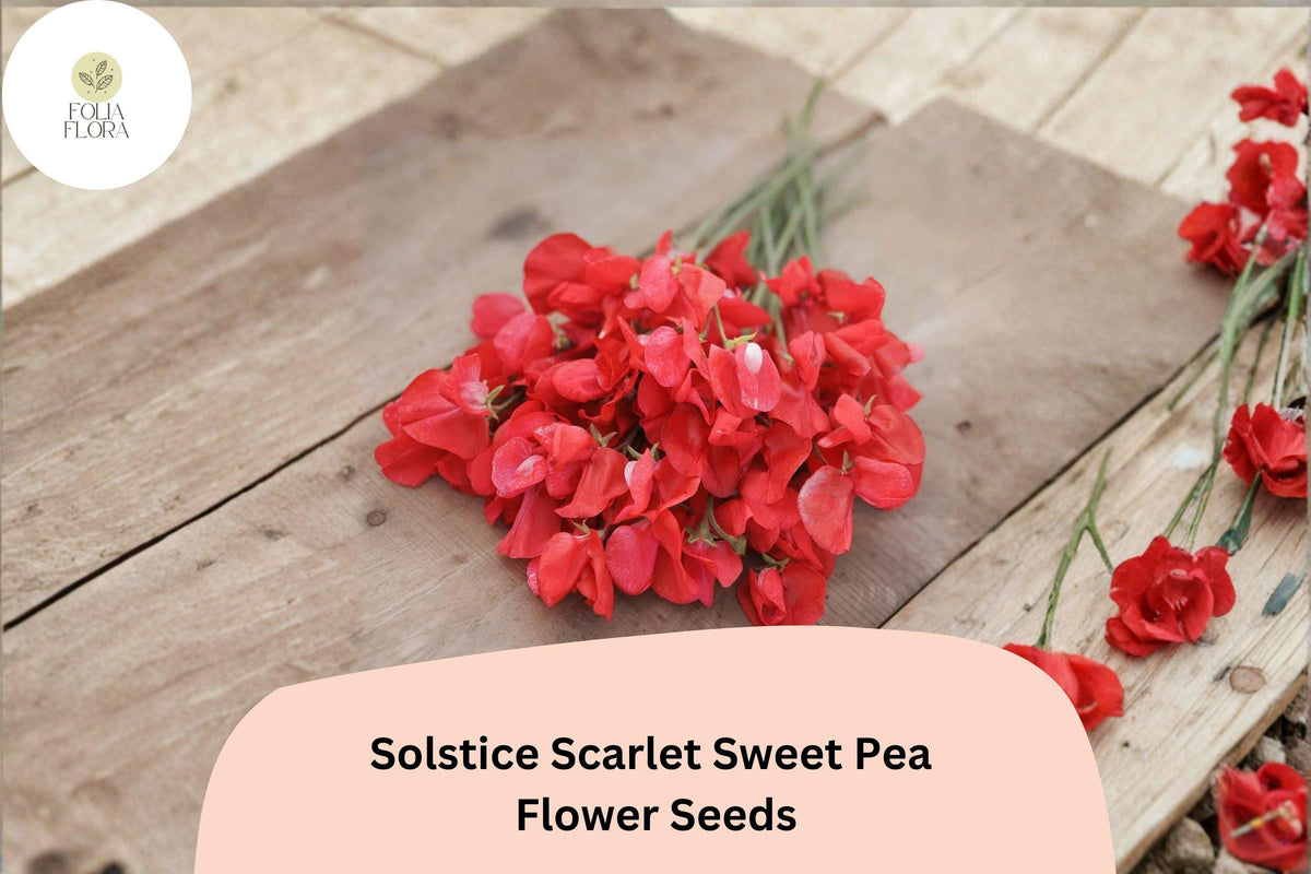 Sweet Pea Seeds - 50+ Solstice Scarlet Red Climbing Vine Seeds - Lathyrus odoratus for Garden Planting