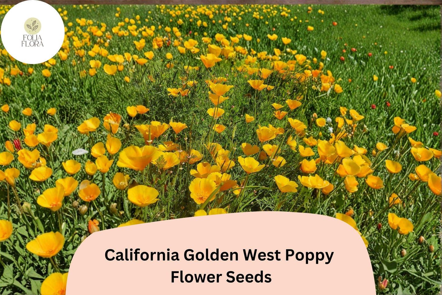 200+ California Golden West Poppy Seeds | Eschscholzia californica | Easy to Grow Golden Yellow Wildflowers