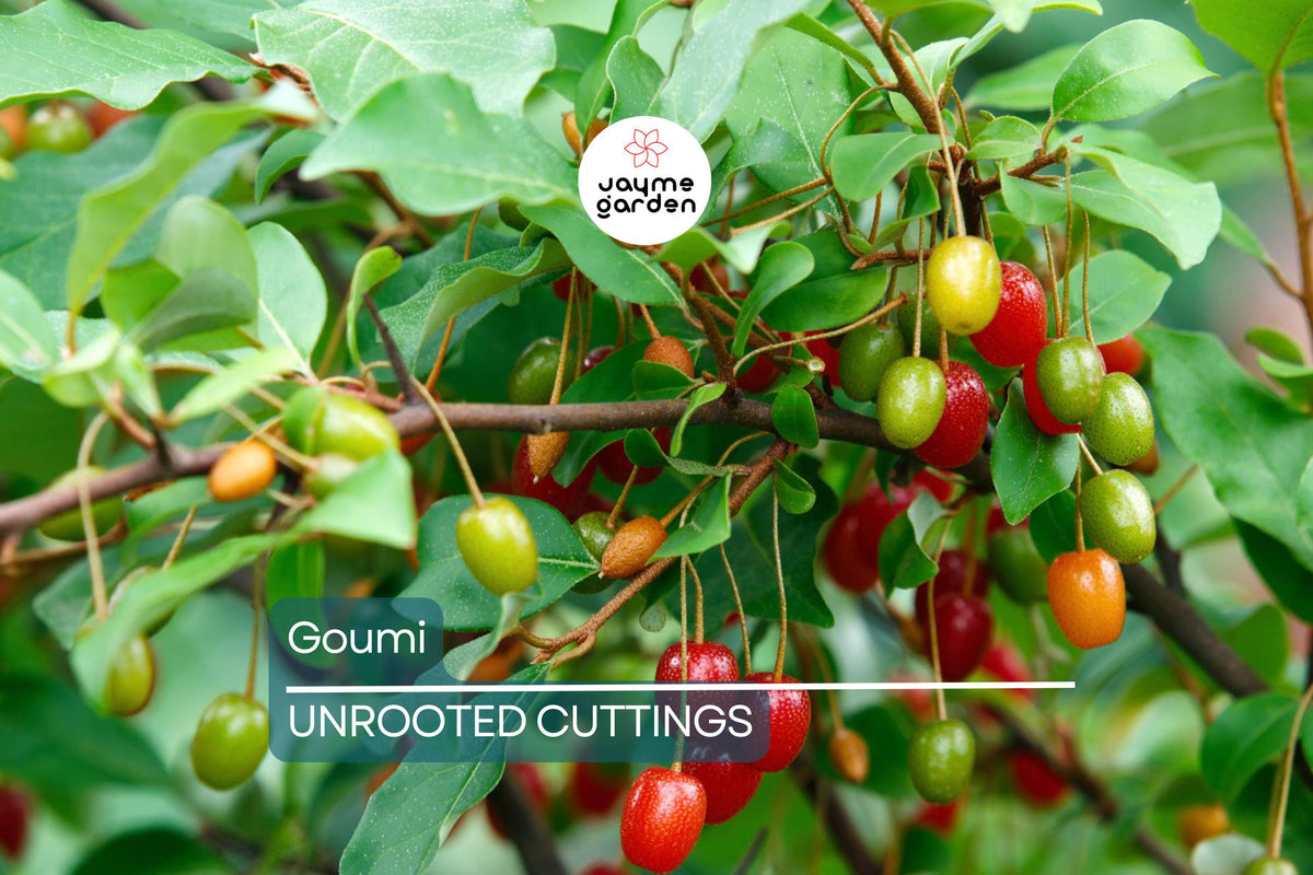 4 Goumi Cuttings | Edible Red Fruits | Nitrogen-Fixing Tree | Elaeagnus multiflora | Cold Hardy Permaculture Plant