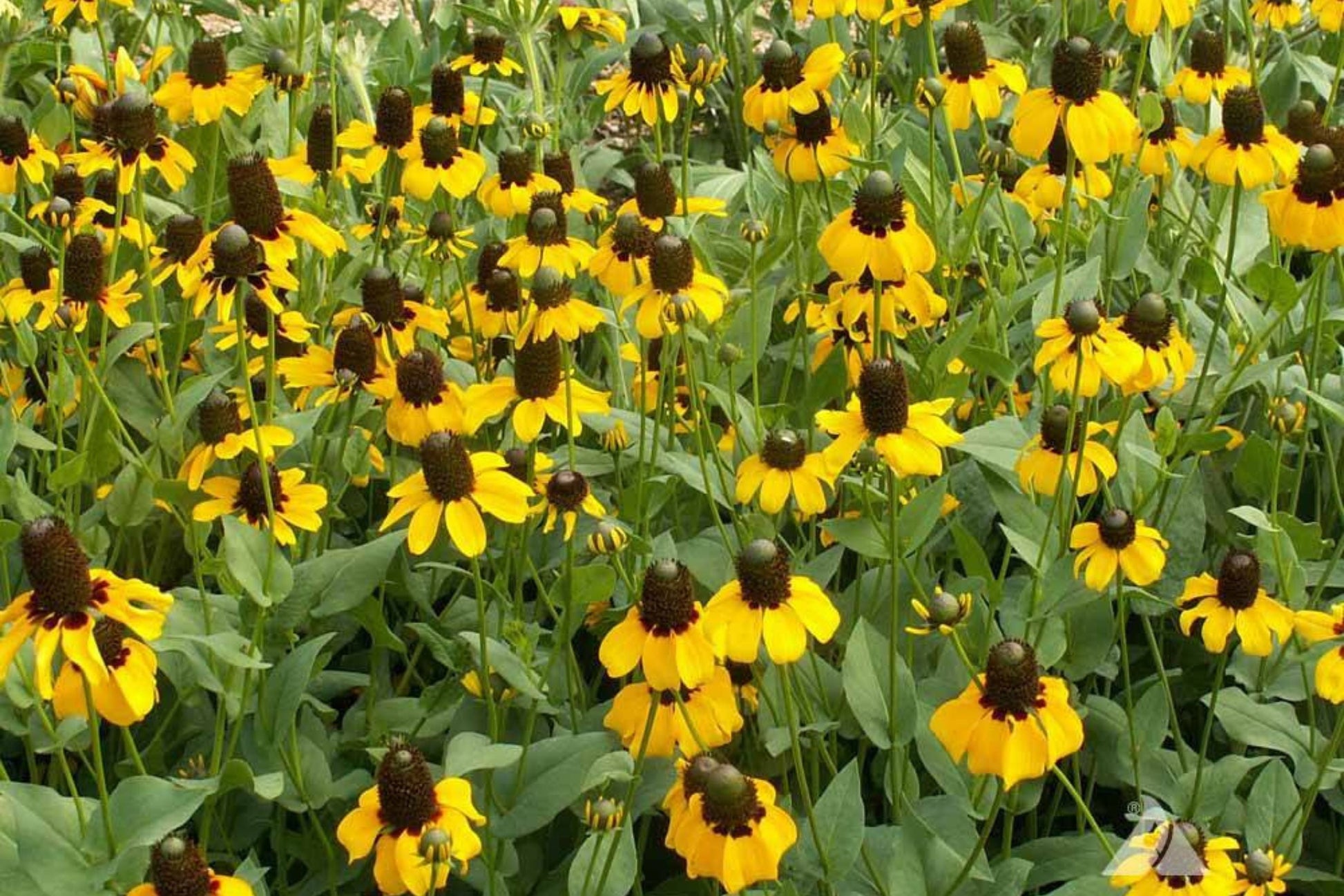 Clasping Coneflower Seeds | Rudbeckia amplexicaulis | Drought Tolerant, Pollinator-Friendly, Native Wildflower, Cut Flower, Full Sun Annual