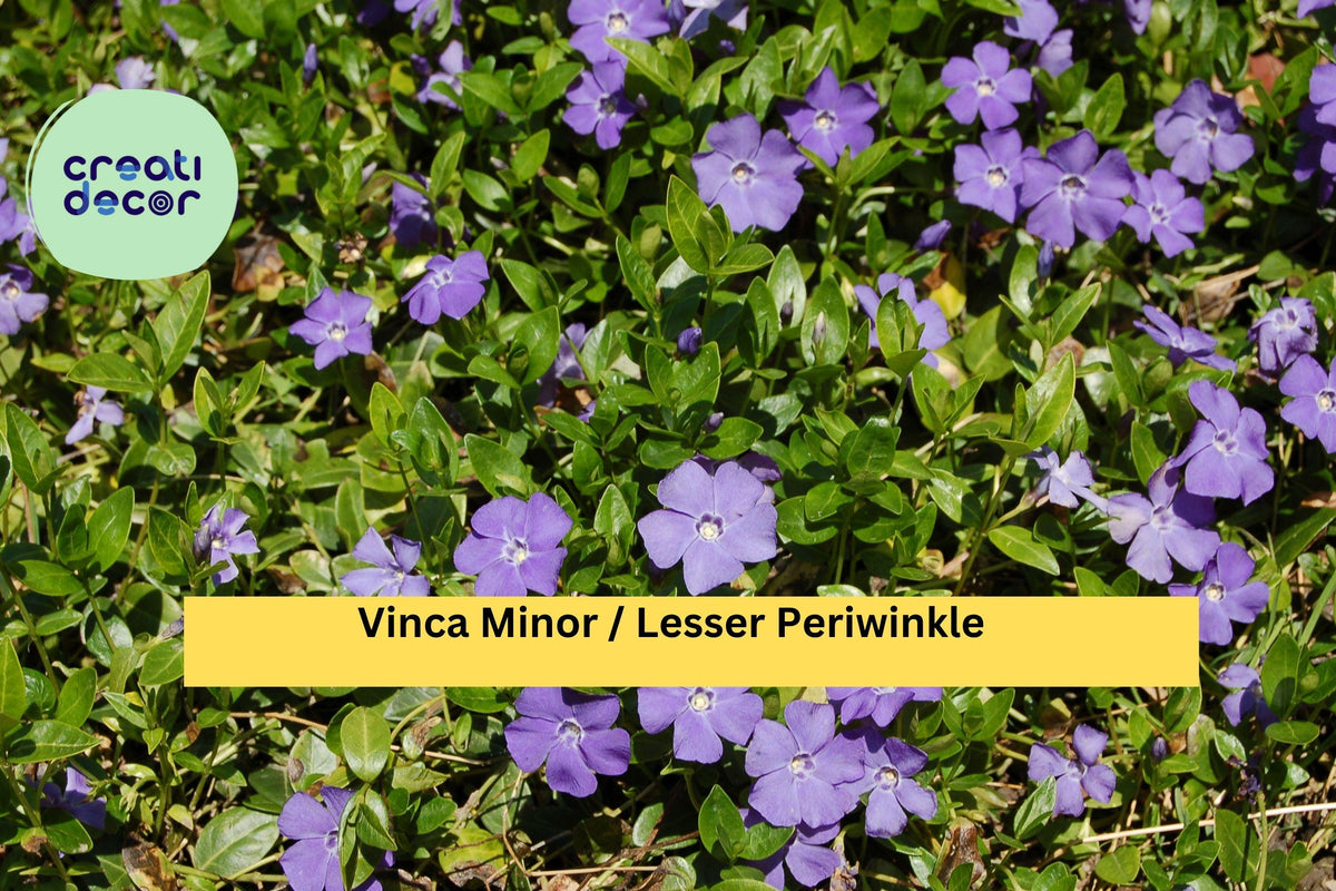 Vinca Minor Live Plants - 50 Bare Roots or 2.5" Pots, Dwarf Periwinkle Ground Cover, Evergreen Vine, Vinca minor