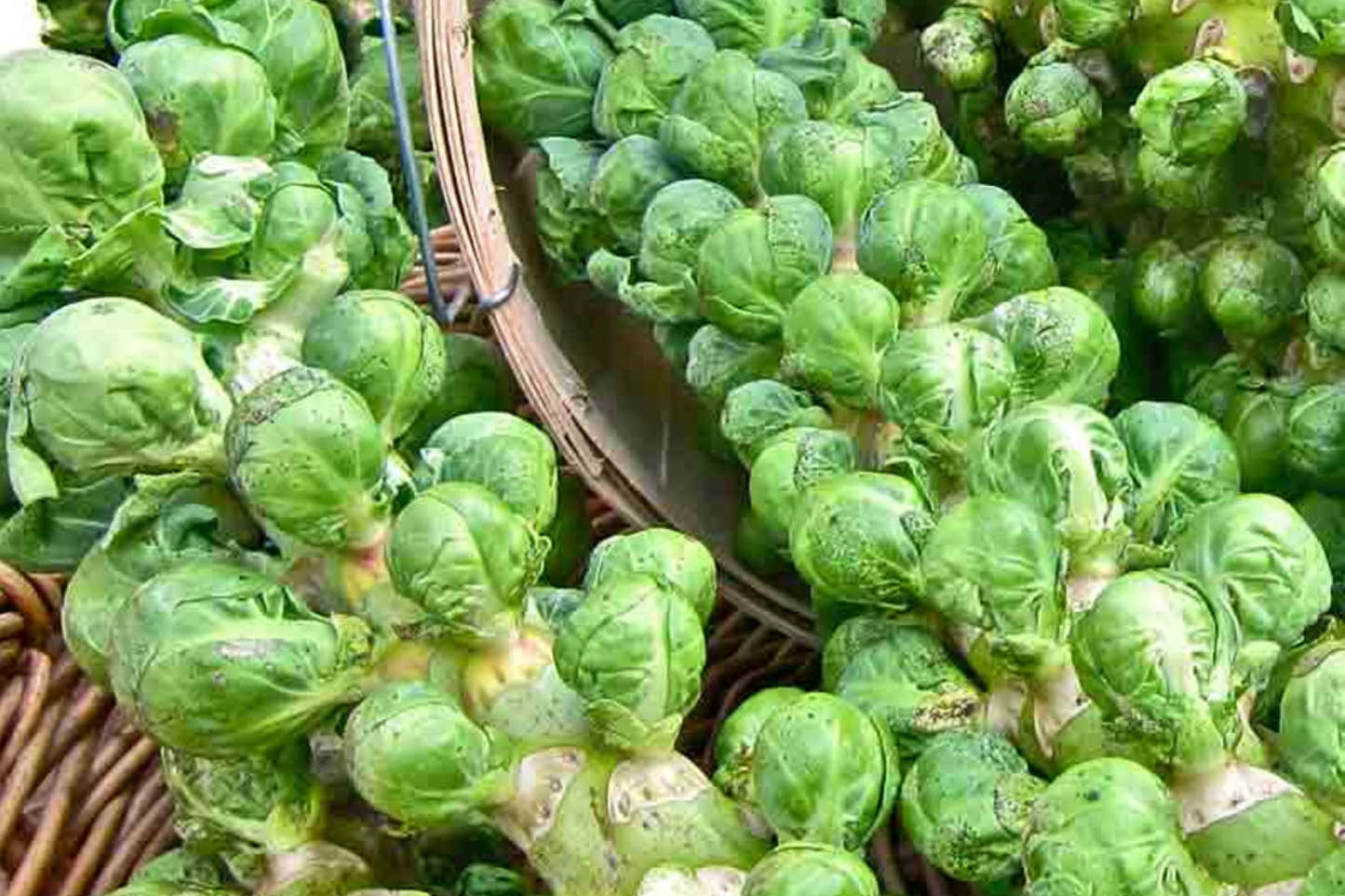 Brussels Sprout Seeds Catskill Variety | Brassica oleracea Vegetable Seeds