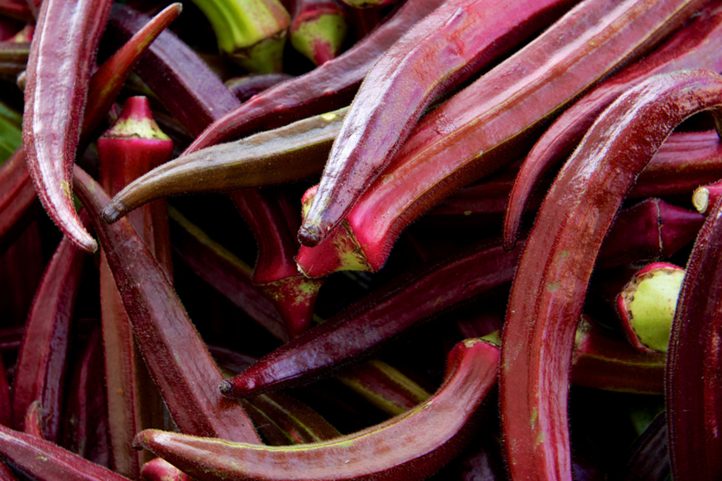 Red Burgundy Okra Seeds - 25 Pack, Red Velvet Variety, Abelmoschus esculentus, Compact Growth, Full Sun, High Yield, Garden & Container