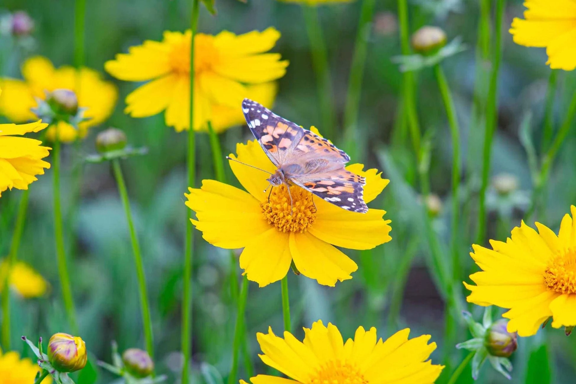 Lance Leaf Coreopsis Seeds | Non-GMO Wildflower Seeds with Golden Yellow Blooms | Drought Tolerant Pollinator Attracting Perennial