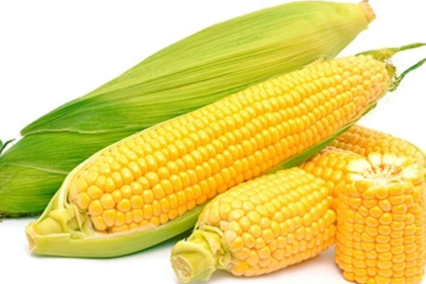 Truckers Favorite Corn Seeds – Non-GMO Zea mays, 1200+ Seeds for Home Garden & Farming