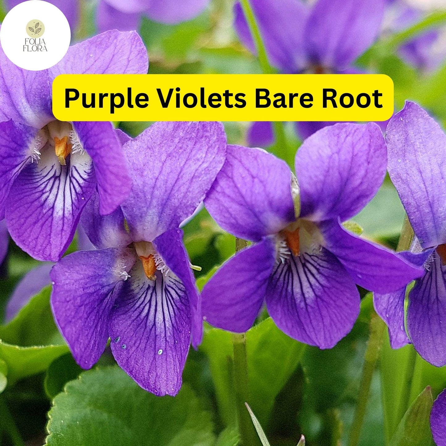 25 Purple Violets Live Starter Plants - Perennial Bare Root Flower Garden Blooms