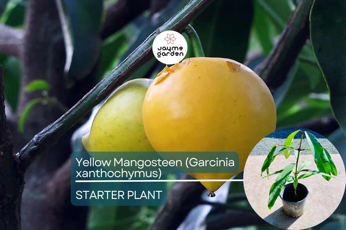 Yellow Mangosteen Live Fruit Tree 12"-24" Garcinia xanthochymus Tropical Evergreen Exotic Fruits Nutrient-Rich Gardening Tree
