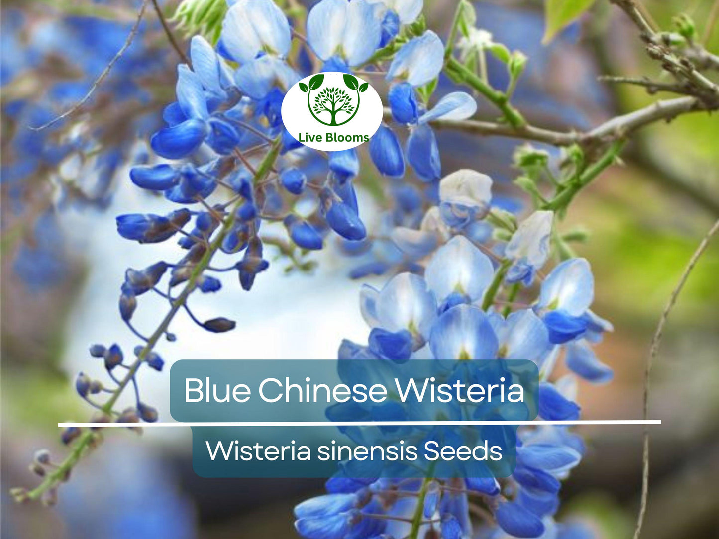 5 Blue Chinese Wisteria Seeds | Fast-Growing Perennial Climbing Vine with Fragrant Blue-Purple Blooms