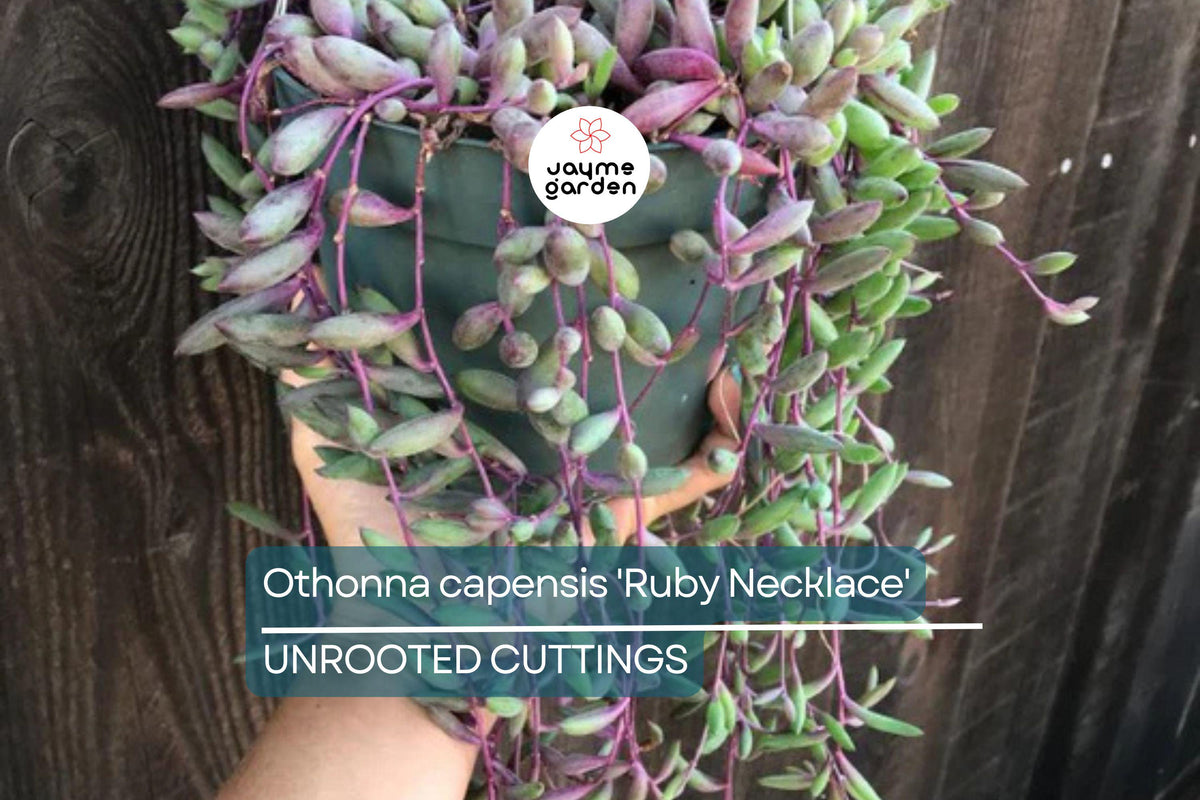 Othonna capensis 'Ruby Necklace' Succulent Cuttings | 5 Live Trailing Cuttings | Unique Purple-Red Beads | Drought Tolerant