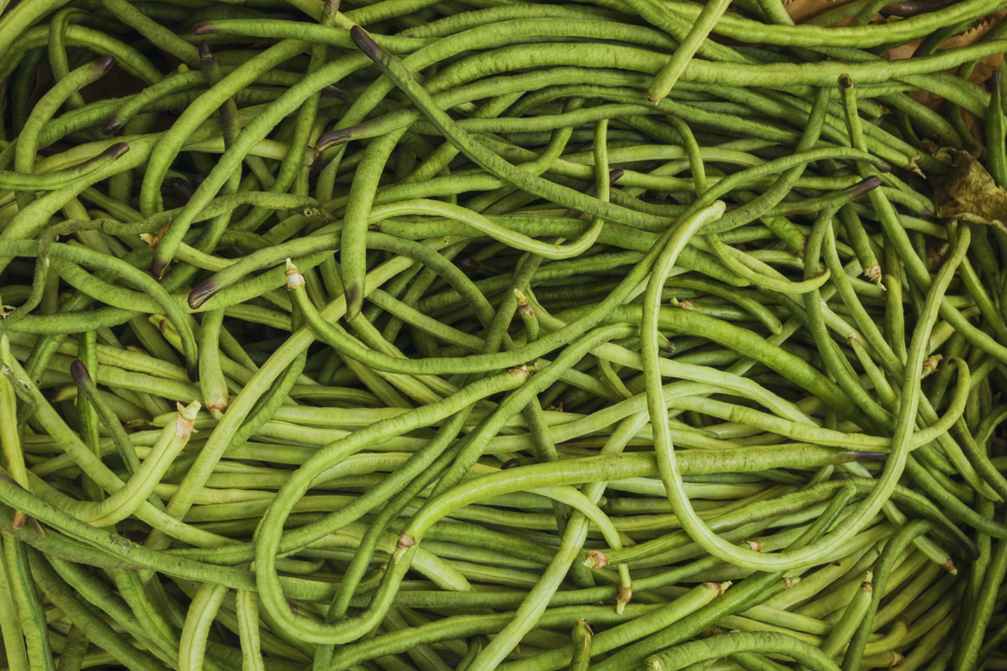 Yardlong Bean Seeds Dark Green | Asparagus Bean Vigna unguiculata
