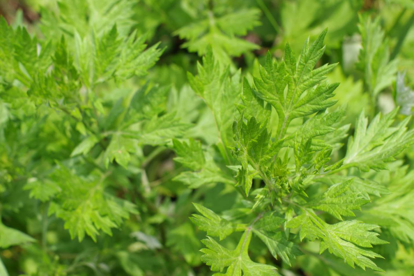 Mugwort Seeds | Perennial Herb for Culinary & Medicinal Use | Artemisia vulgaris