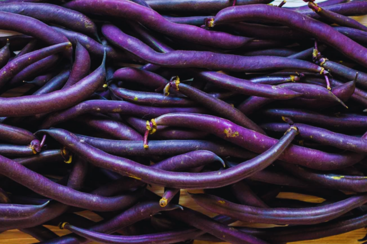 Royal Burgundy Green Bush Bean Seeds - Purple Pod Snap Bean | Phaseolus vulgaris Vegetable Seeds