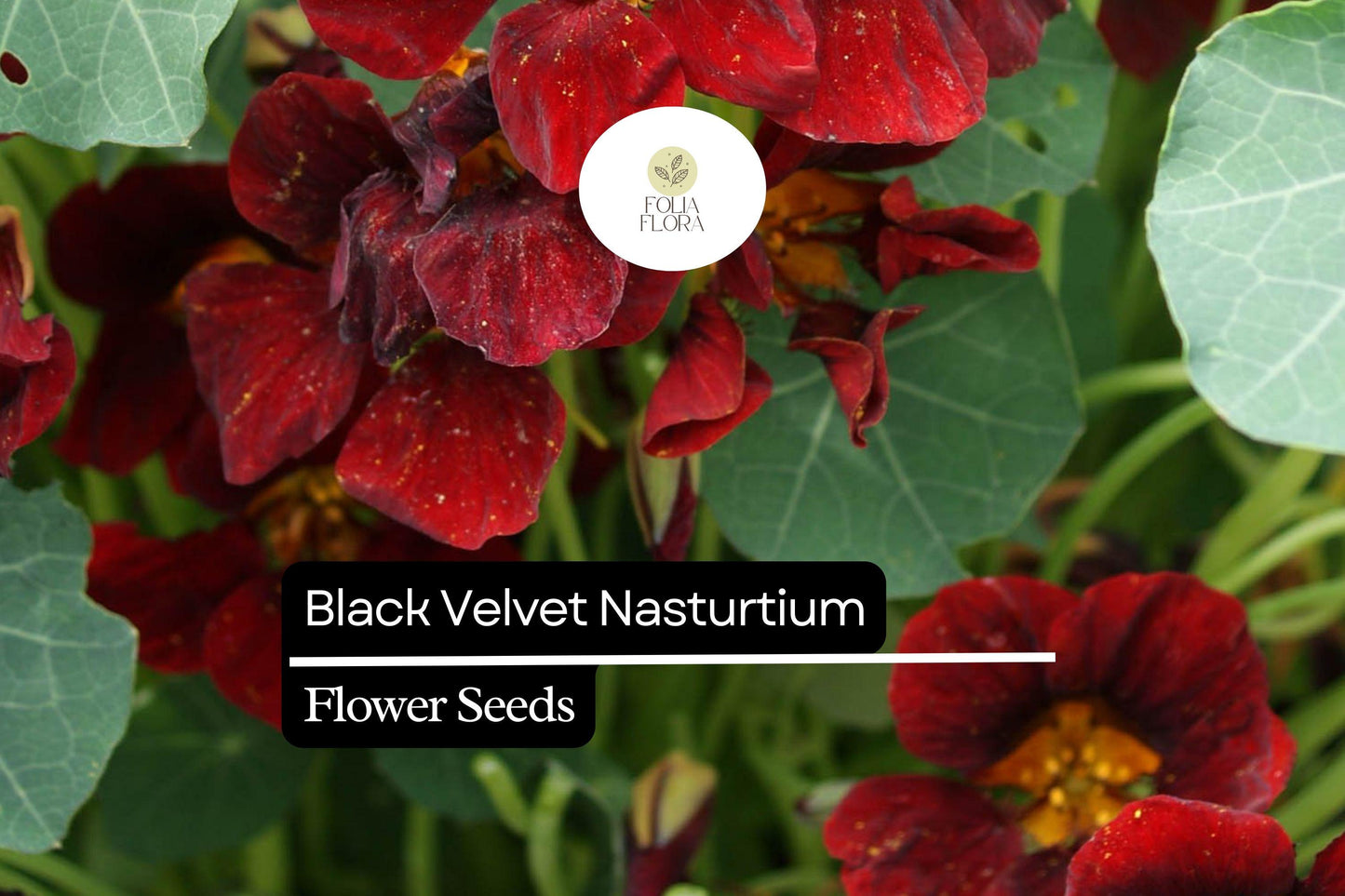 Black Velvet Nasturtium – Edible Dark Maroon Flowers, Pollinator-Friendly Annual for Gardens & Containers