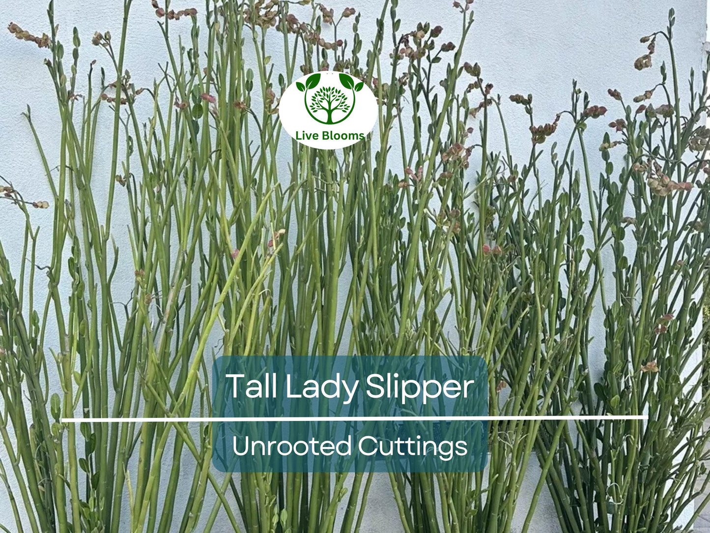 5 Stems Tall Lady Slipper (Pedilanthus) Succulent Unrooted Cuttings 3-12" | Easy Root Indoor & Outdoor Plant