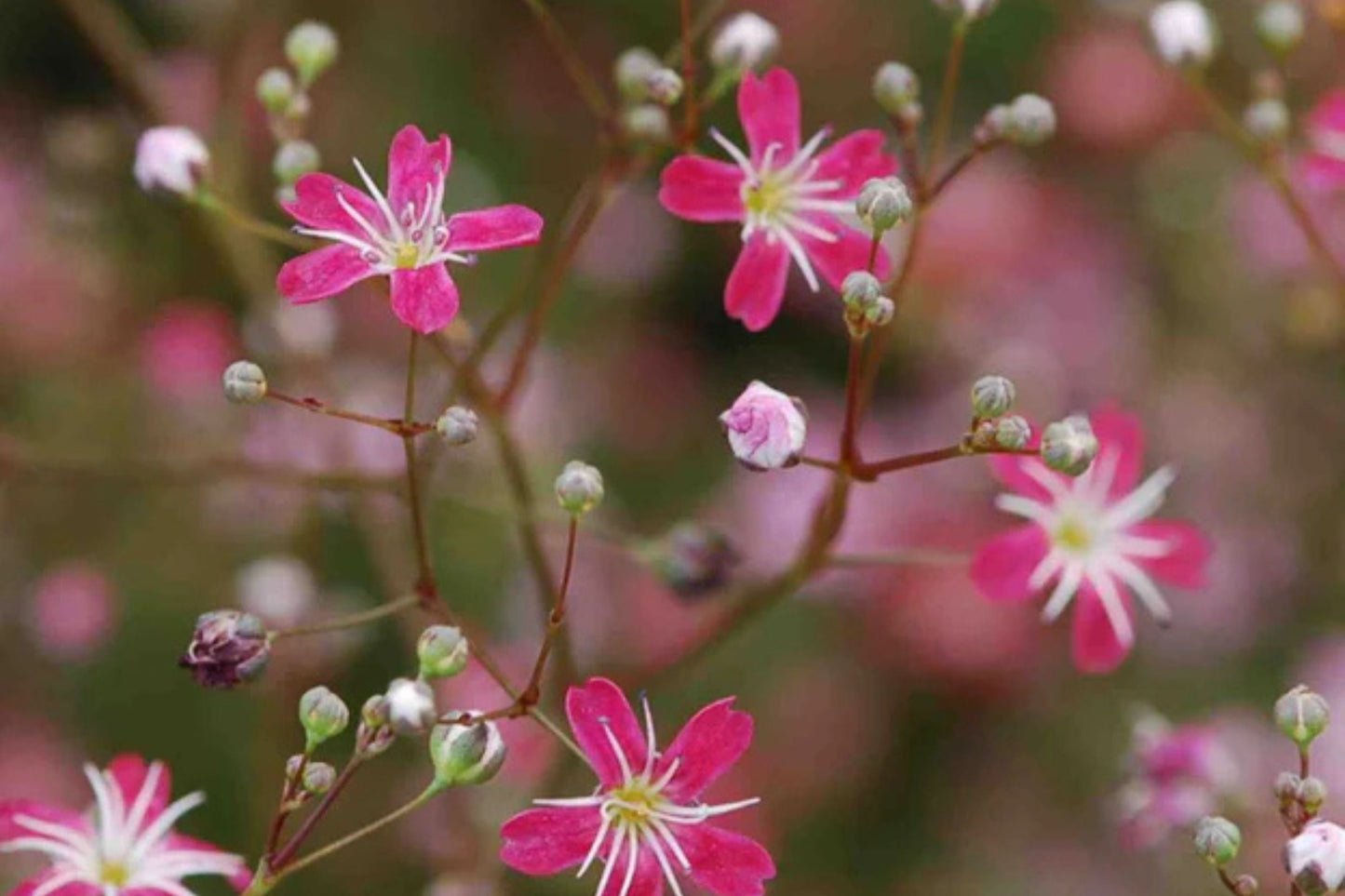 Crimson Red Baby's Breath Seeds | Non-GMO Gypsophila elegans Pink-Red Blooms for Cut Flowers & Pollinator Gardens