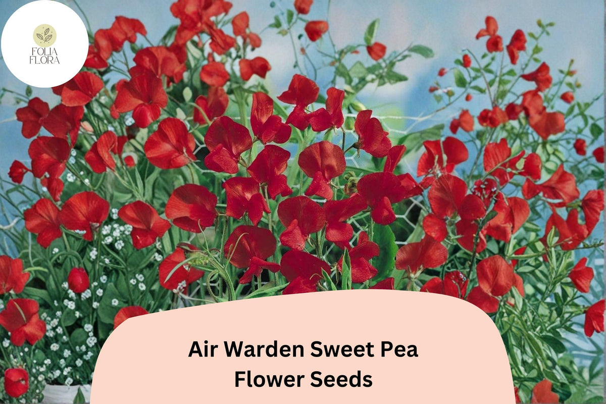 50+ Air Warden Sweet Pea Seeds | Lathyrus odoratus | Fragrant Red Climbing Annual