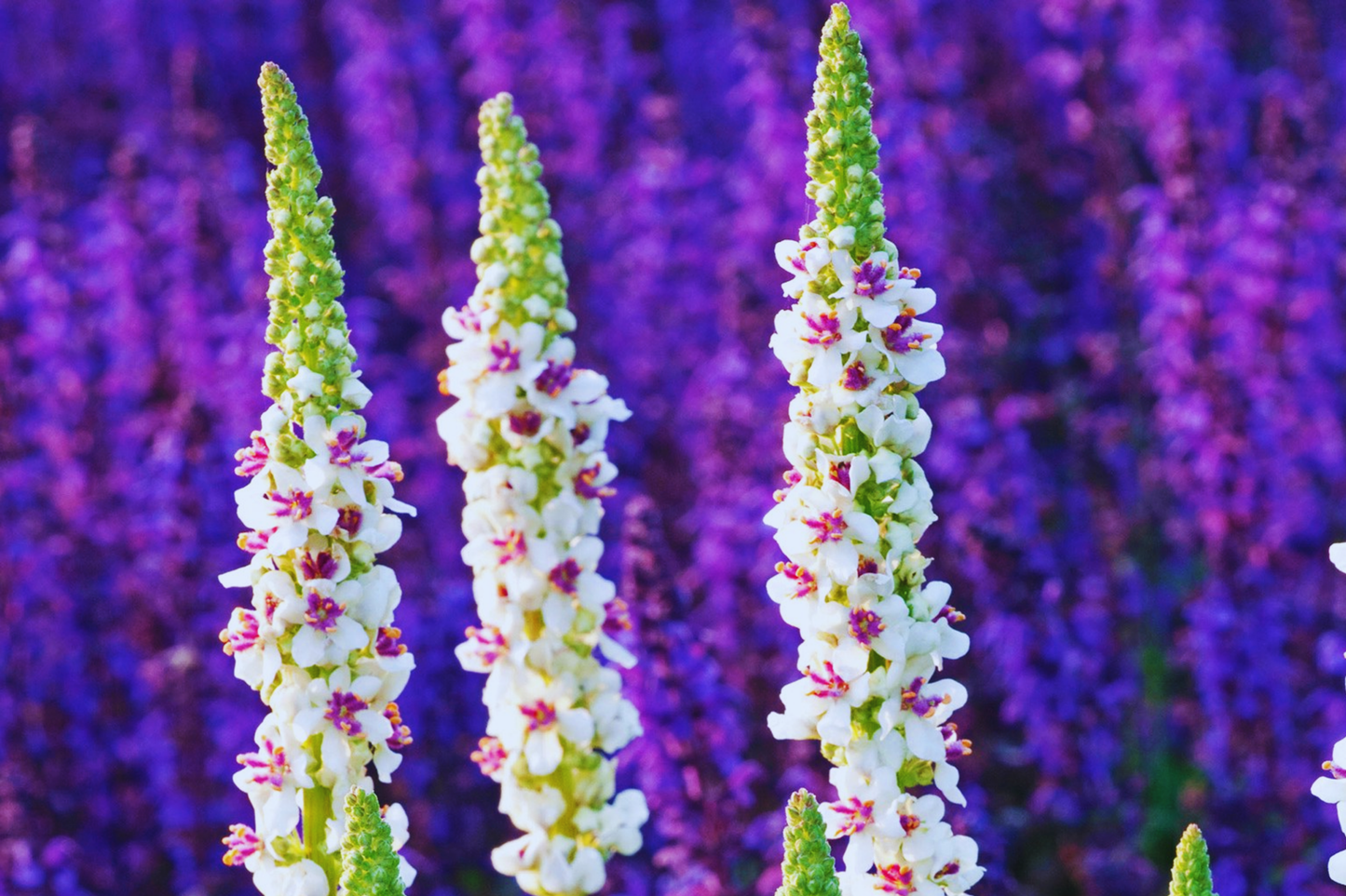 Verbascum Seeds - Purple Mullein Hybrids Mix | Verbascum phoeniceum | 50+ Seeds