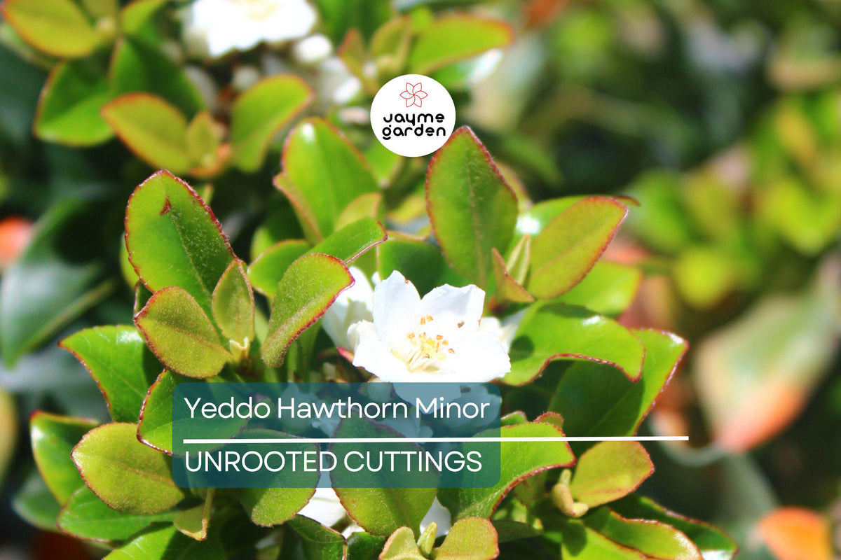 Fresh Cuttings - 5 Super Rare Yeddo Hawthorn Minor (Rhaphiolepis umbellata var. minor) - Unique Ornamental Shrub for Grafting