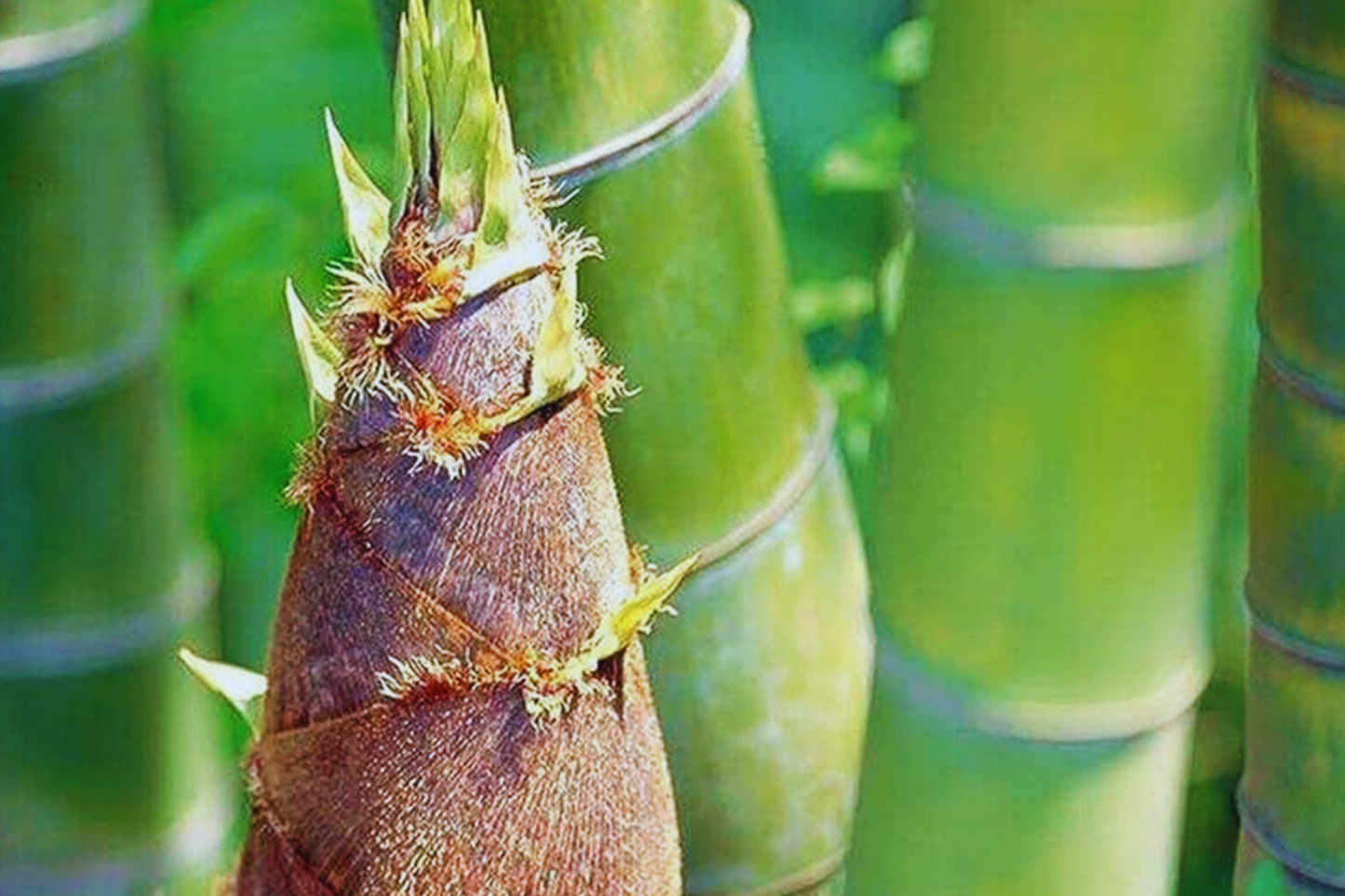 Giant Moso Bamboo Seeds | Non-GMO Phyllostachys edulis | Edible Shoots