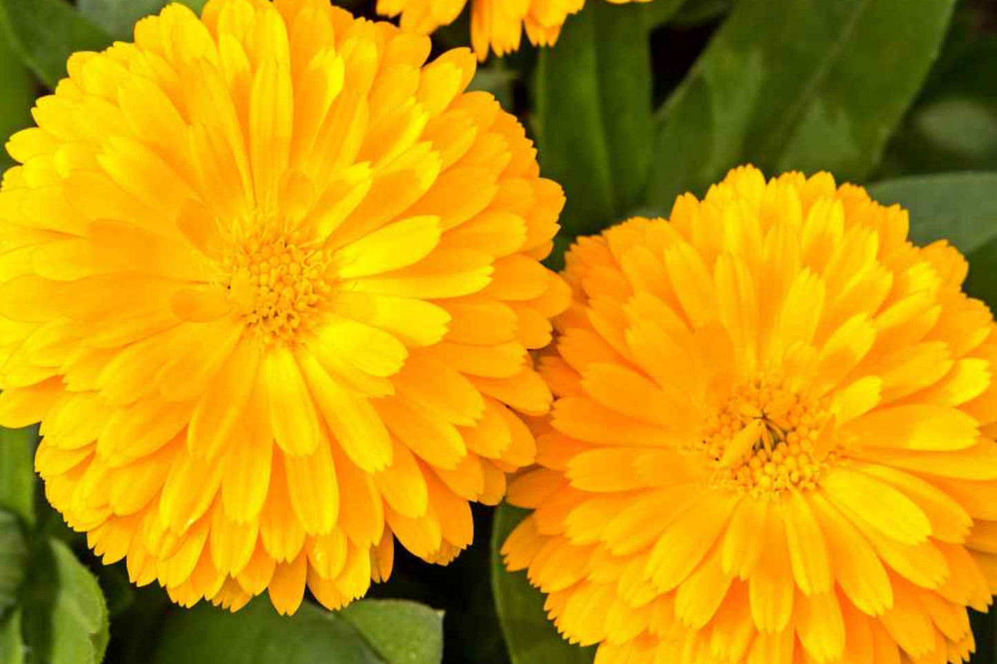 Golden Emperor Calendula Seeds | Non-GMO Bright Yellow Blooms Edible Flowers Pollinator Attracting Calendula officinalis