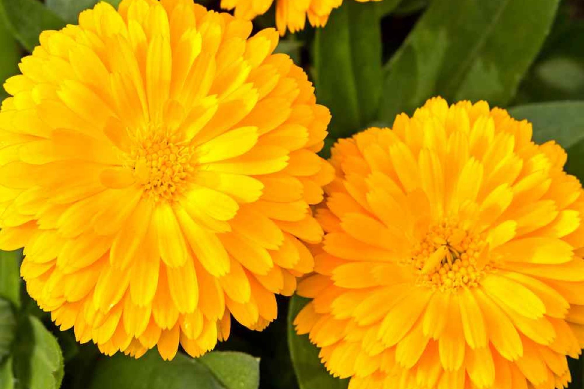 Golden Emperor Calendula Seeds | Non-GMO Bright Yellow Blooms Edible Flowers Pollinator Attracting Calendula officinalis