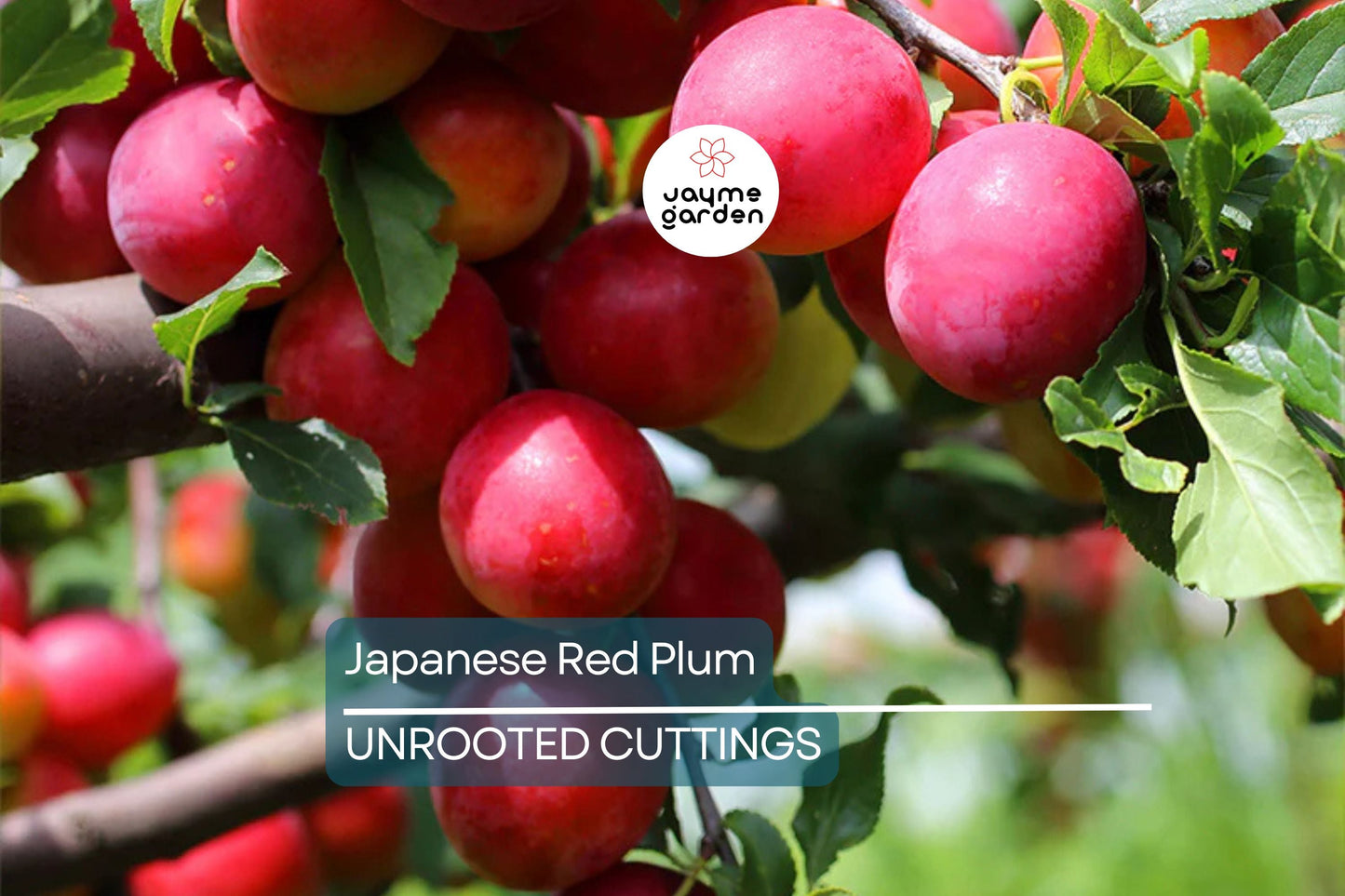 Prunus salicina Japanese Red Plum Cuttings – Fruit Tree Propagation, White Spring Flowers, Early Summer Fruit, 4 Pack