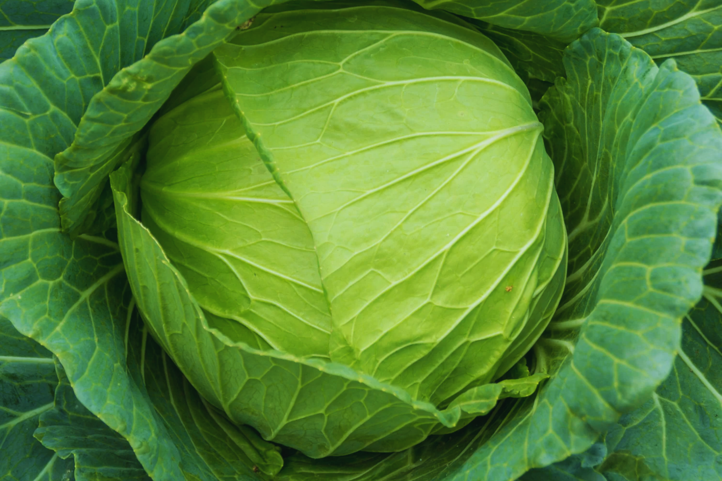 Golden Acre Cabbage Seeds - Non-GMO Organic Brassica oleracea
