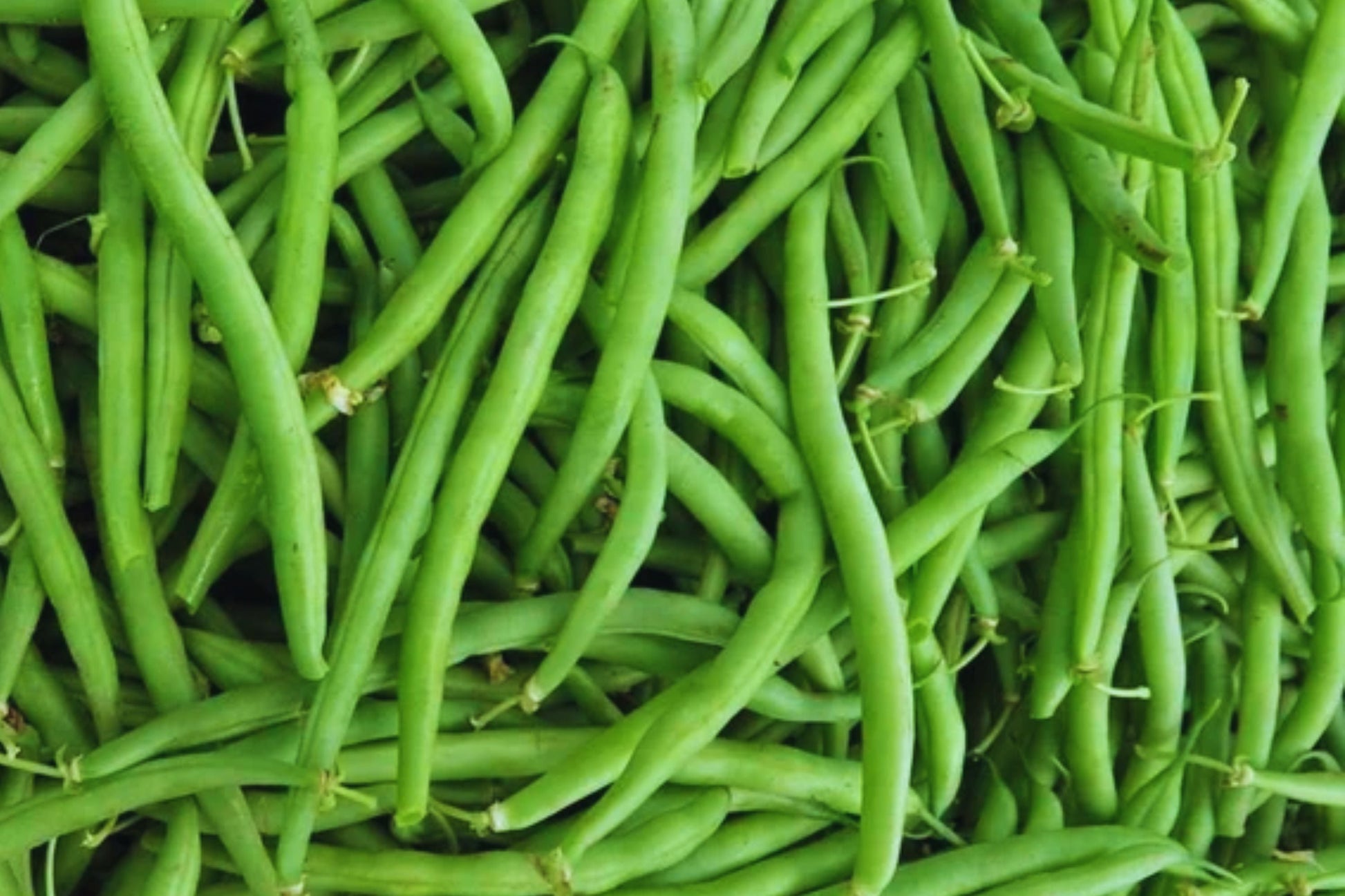 Heirloom Bean Seeds Bulk – Non-GMO Organic Edible Legumes for Gardening – Phaseolus vulgaris Varieties