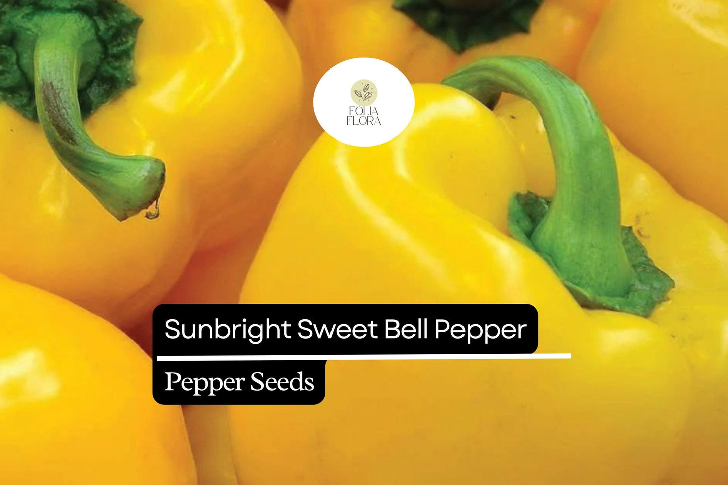 20 Sunbright Sweet Bell Pepper Seeds – Heirloom Non-GMO Yellow Capsicum annuum, Mild & Sweet Flavor