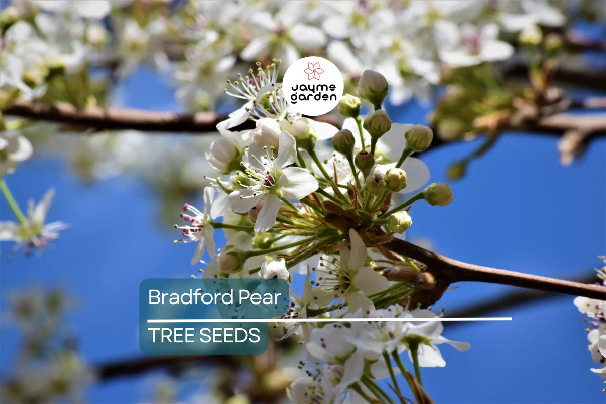 20 Bradford Pear Tree Seeds - Fast Growing Ornamental Tree, White Blooms, Pyrus calleryana, Cold Hardy Zone 4-8
