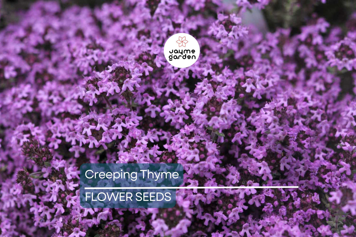 Creeping Thyme Seeds 1,000 Count | Dwarf Purple Blooms | Non-GMO Thymus serpyllum | Drought-Tolerant Groundcover Plants
