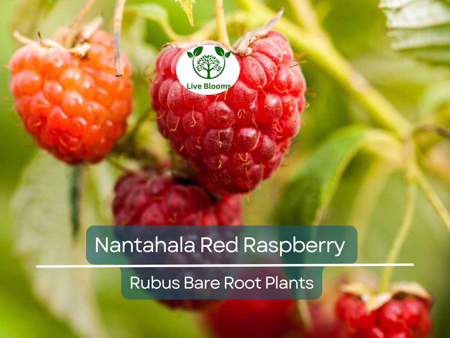 Nantahala Red Raspberry Plant - Bare Root Rubus idaeus for Edible Berry Gardens